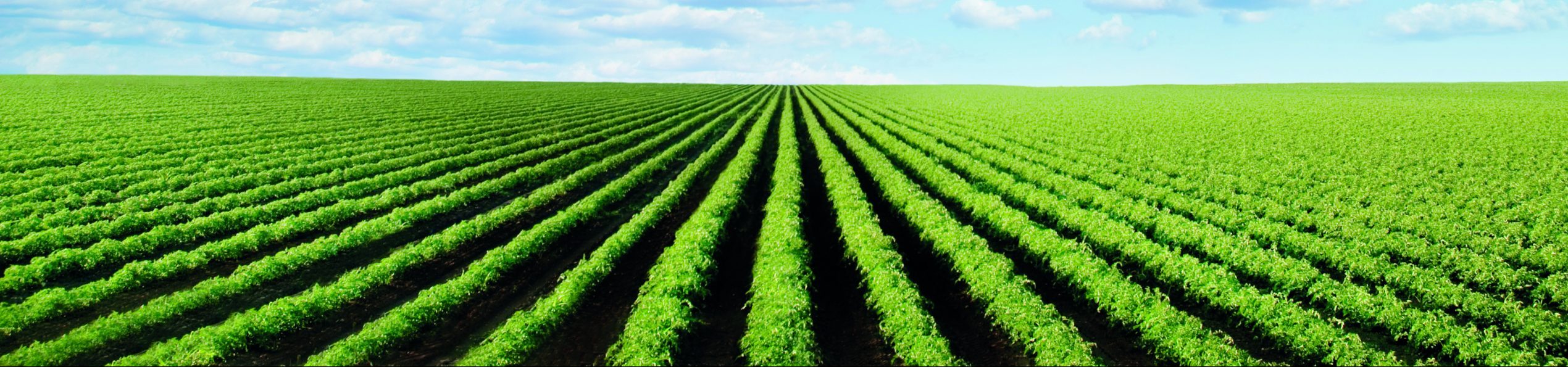 Organic Agriculture and Food Production - Warsaw University of Life ...