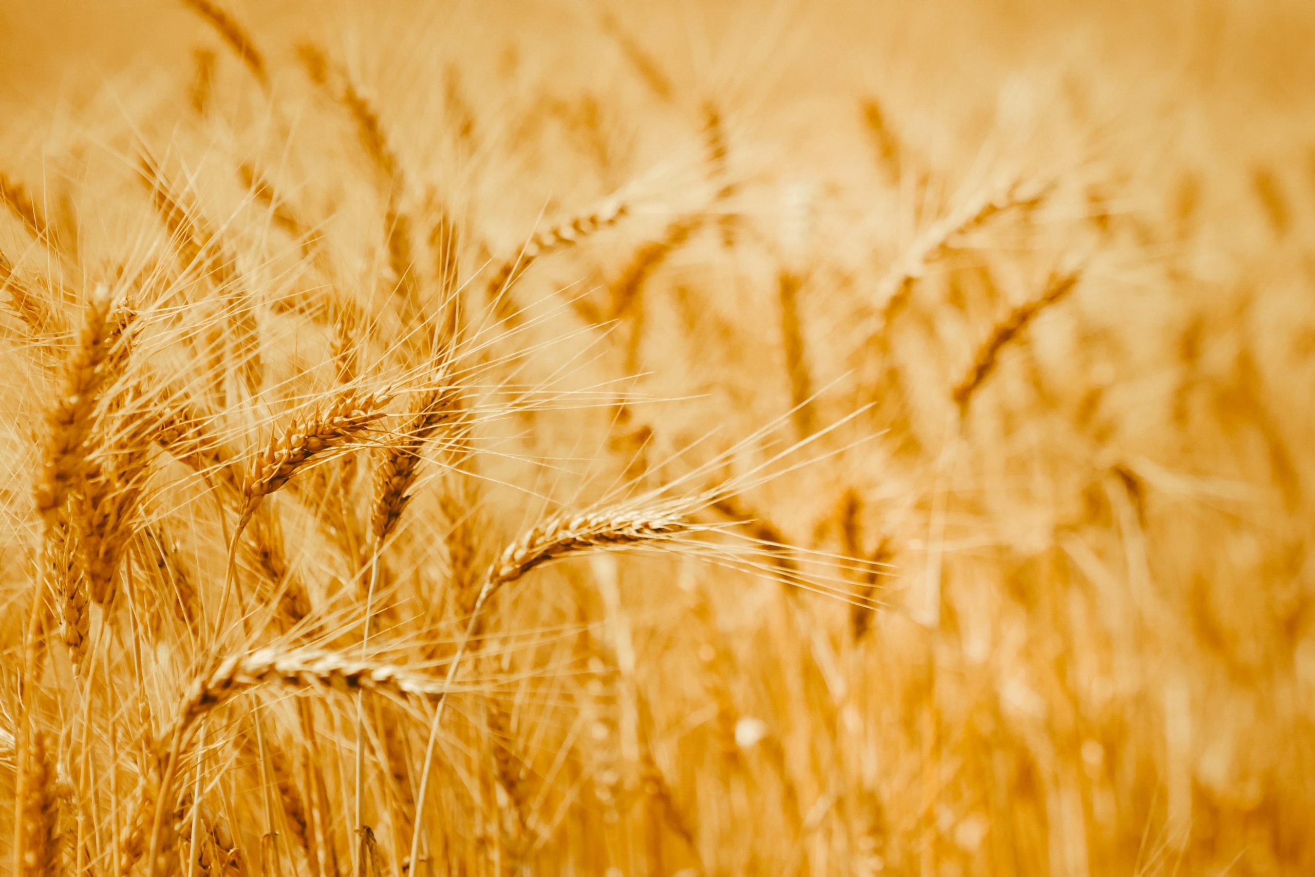Ripe wheat ears in a field. Wheat field.Ears of golden wheat close up. Background of ripening ears of meadow wheat field. Rich harvest Concept.