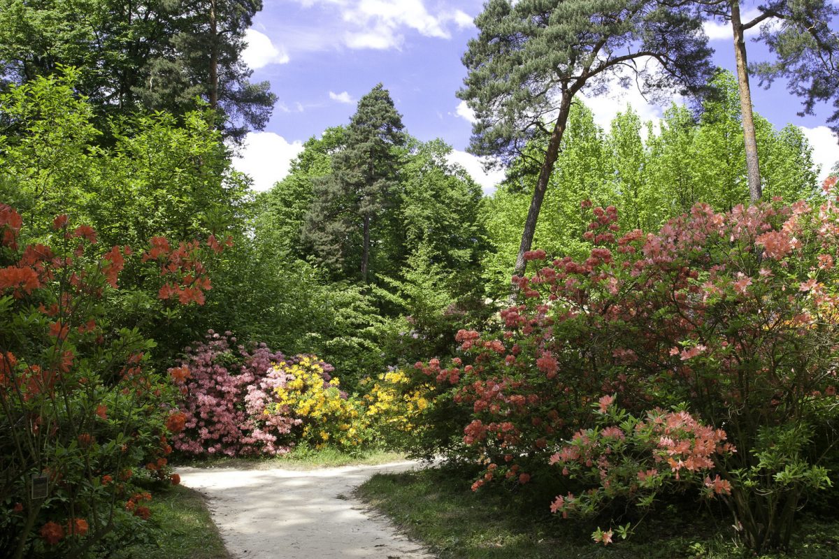 fotografia Arboretum Rogów