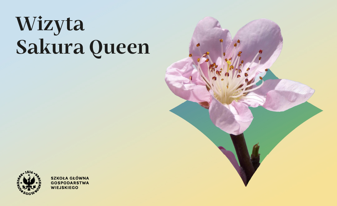 kwiat wiśni na żółtym pastelowym tle i napis Sakura Queen