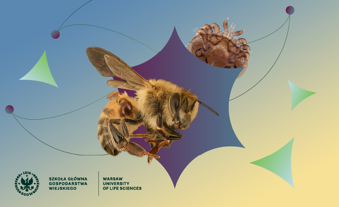 Obrazek z pszczołą i pasożytem na pszczole, wywołującym wirusa