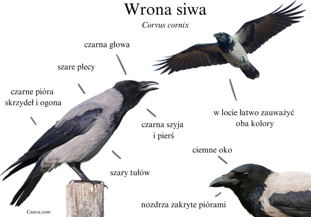 Wrona Siwa Atakuje Ludzi Niesamowite ptaki krukowate sggw - Szkoła Główna Gospodarstwa
