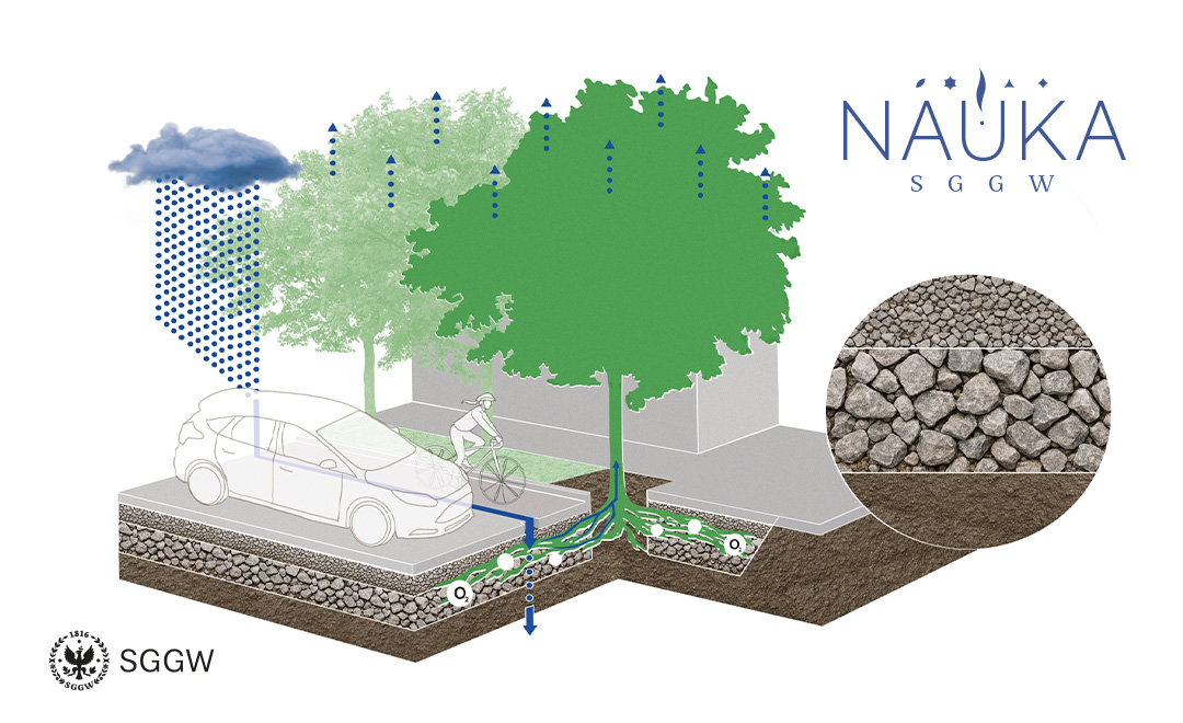 Proces fotosyntezy: drzewa, deszcz. Wycinek gleby z powiększoną mieszanką kamienno-glebową.