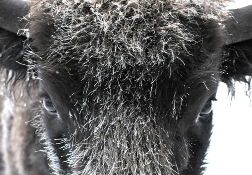 Żubr, widać tylko część głowy z oczami