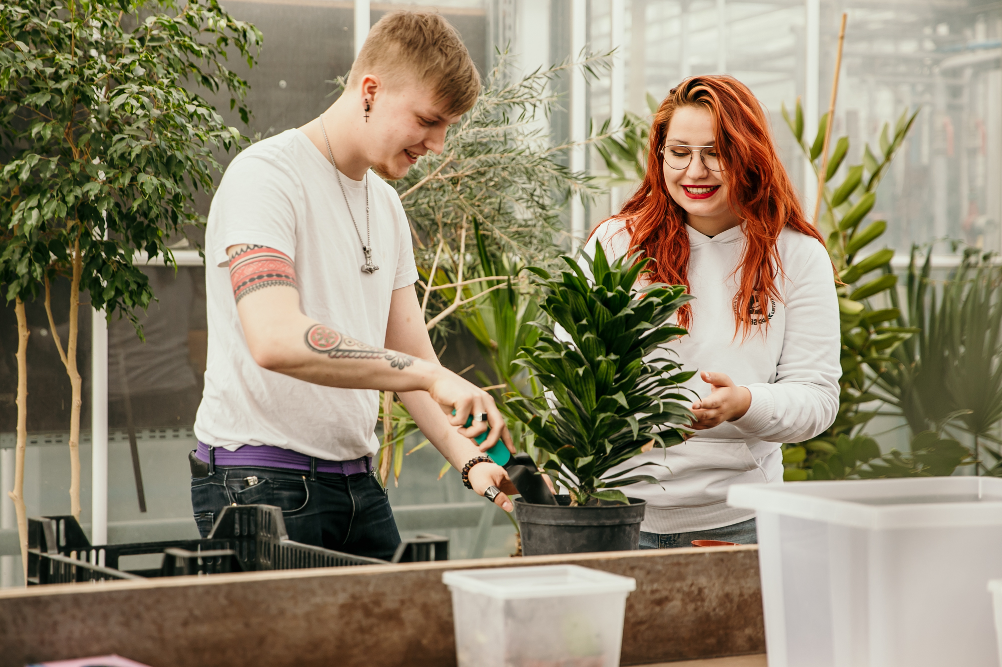 Dwie osoby przesadzają roślinę doniczkową w szklarni, trzymając donicę i narzędzia ogrodnicze