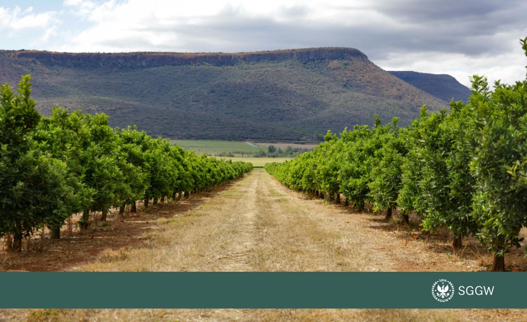 Droga między rzędami drzew w sadzie; w tle pasmo gór i pochmurne niebo. Na dole pasek z logo SGGW.