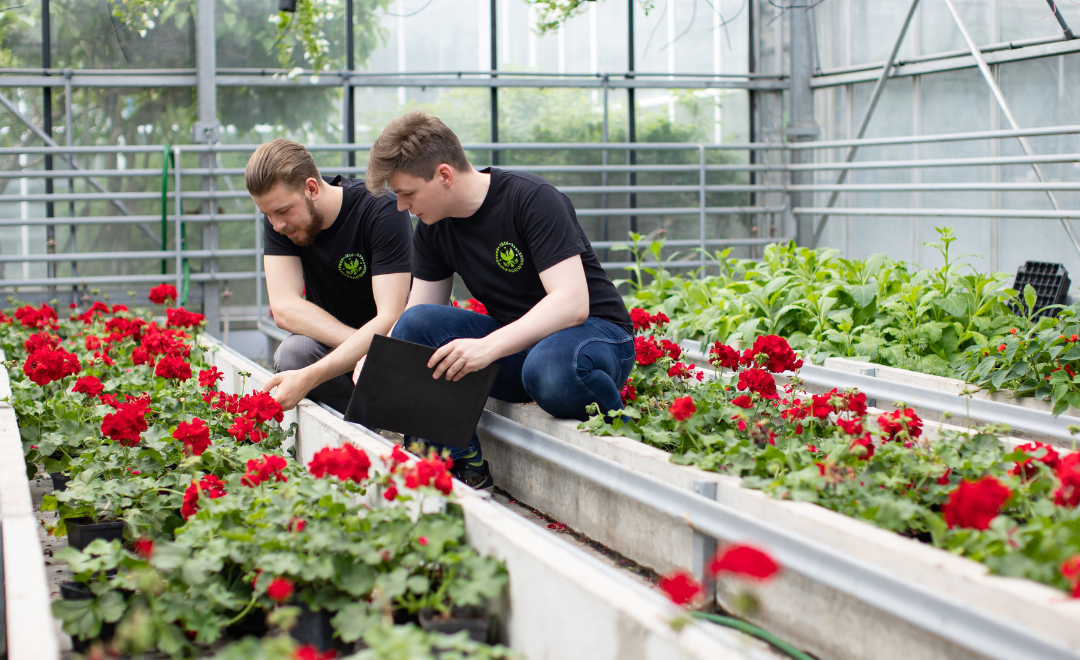 Na zdjęciu widać dwóch młodych mężczyzn pracujących w szklarni, pomiędzy rzędami intensywnie kwitnących czerwonych pelargonii.