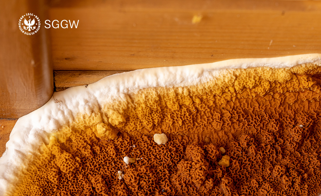 grzyby domowe na drewnie