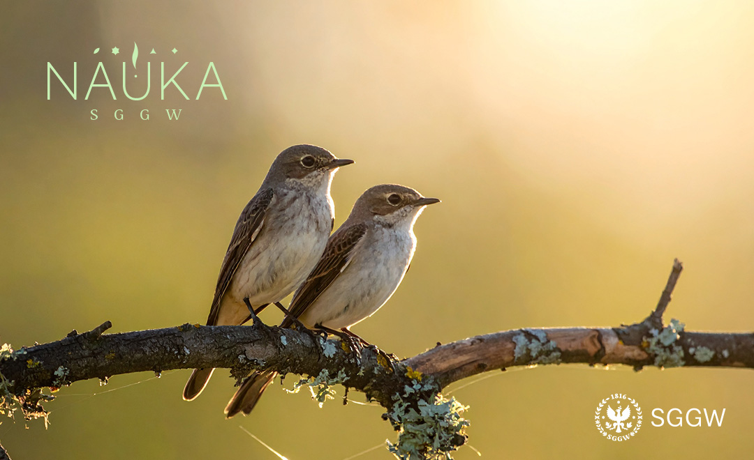 Ptaszki siedzące na gałęzi na wolnym powietrzu